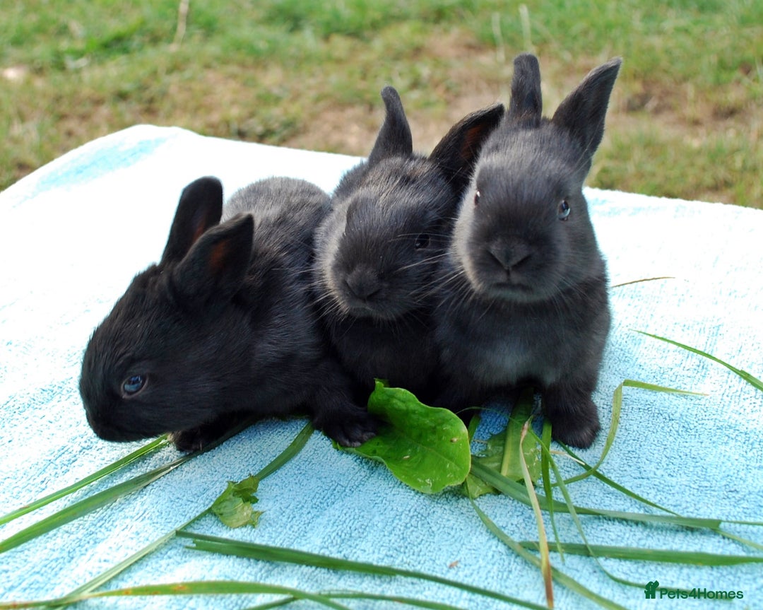 Mixed Breed rabbits for sale: English X New Zealand White babies - Image 12