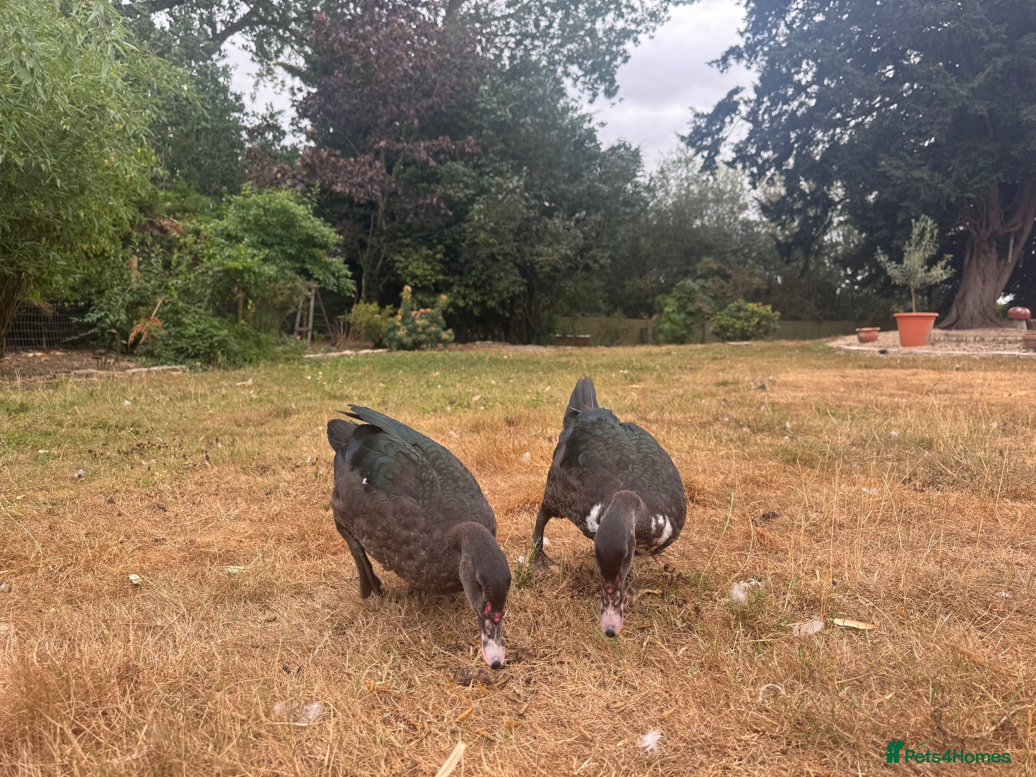 Ducks poultry Muscovy Ducks for sale - Male & Female - Advert 12