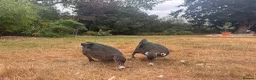 Ducks poultry for sale: Muscovy Ducks for sale - Male & Female - Advert 1