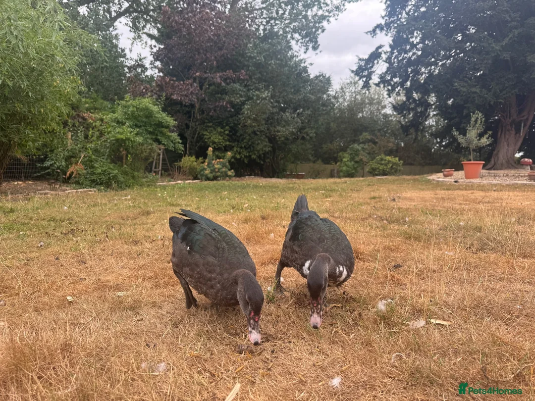 Ducks poultry for sale: Muscovy Ducks for sale - Male & Female - Advert 1