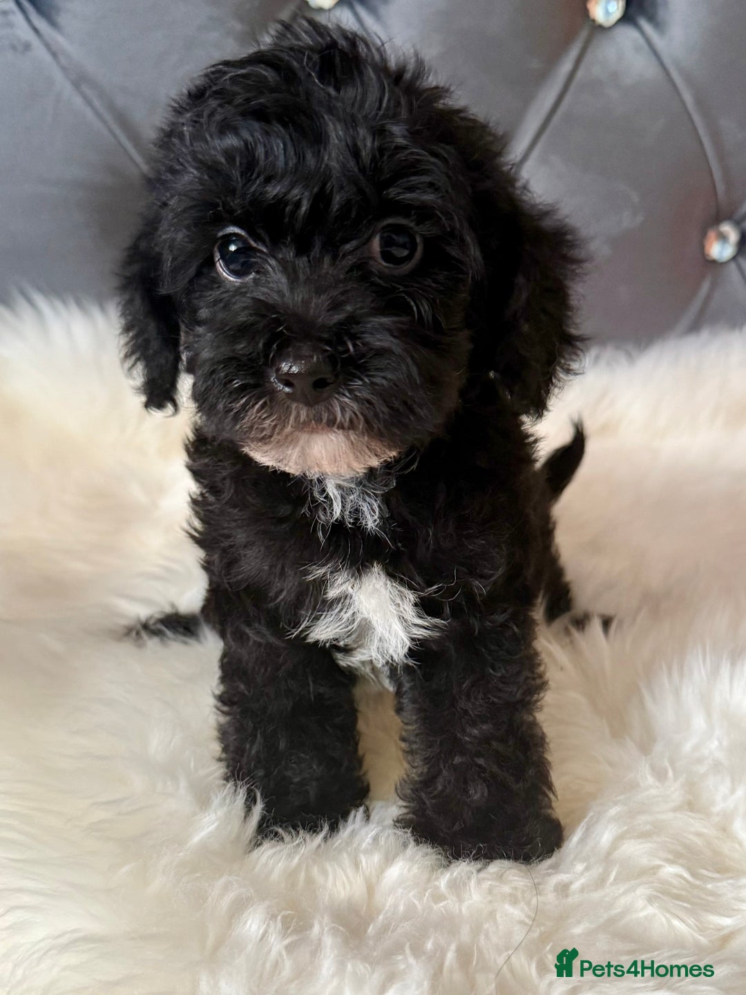 Maltipoo dogs for sale: BEAUTIFUL MALTIPOO PUPPIES READY TO LEAVE!  in Manchester - Image 5