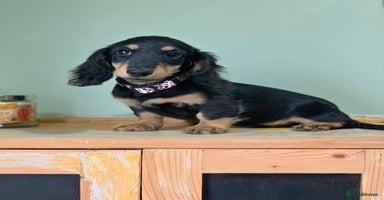 Miniature Dachshund dogs - Advert 4