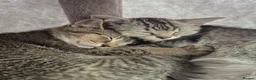 British Shorthair cats for sale: CUTE KITTENS - Advert 27