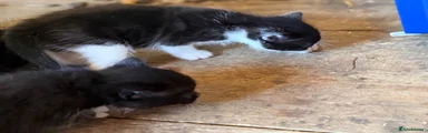 British Shorthair Kitten 2