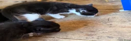 British Shorthair cats for sale: Kittens British shorthair x ragdoll  in Petersfield - Advert 12