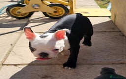 Boston Terrier dogs for sale: REDUCED!! Boston terriers DELIVERY!. - Image 14