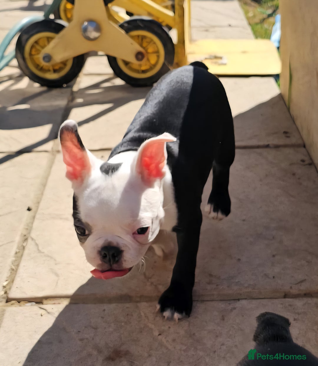 Boston Terrier dogs for sale: REDUCED!! Boston terriers DELIVERY!. - Image 14