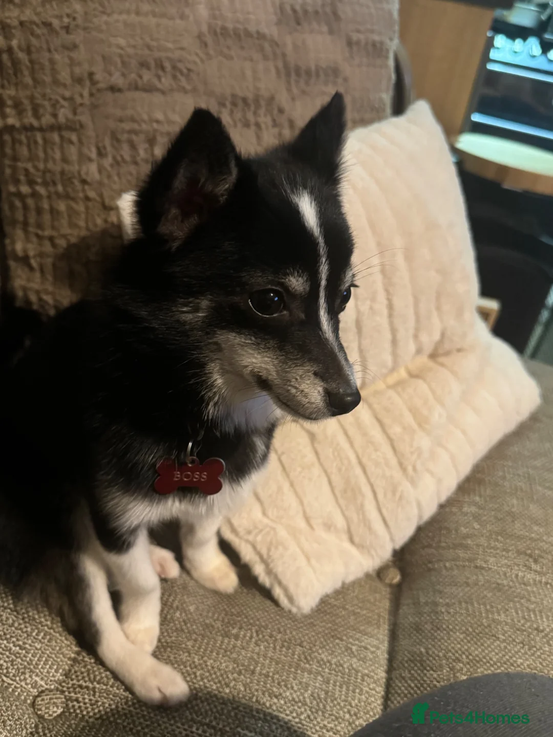 Pomsky dogs for sale: 1 year old male pomsky neutered  in Clacton-on-Sea - Advert 1