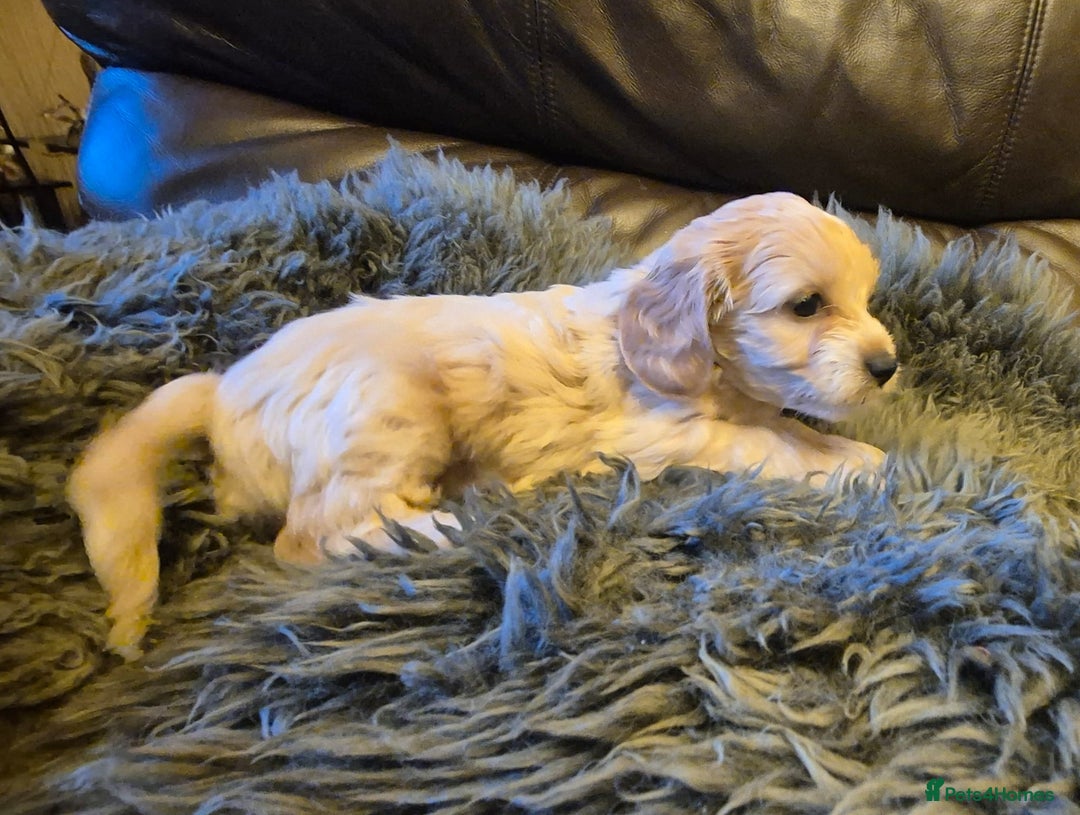 Mixed Breed dogs for sale: Mixed Breed PUppies - Advert 14