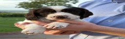 Sprocker dogs for sale: Sprocker Puppies - 4th generation.  - Advert 10