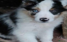 Mixed Breed dogs for sale: 2Males Beautiful puppies left out of 7 . - Image 3