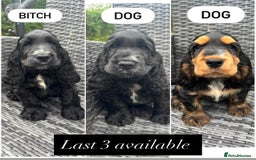 Cocker Spaniel dogs for sale: Show Cocker Spaniel - Image 1