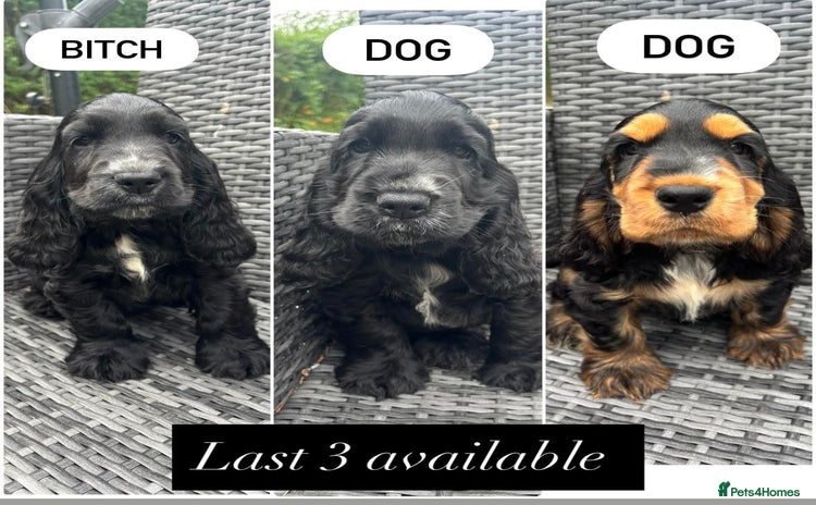 Cocker Spaniel dogs - Advert 13