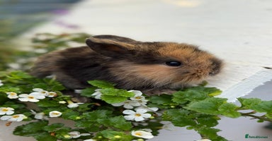Mixed Breed rabbits - Advert 14