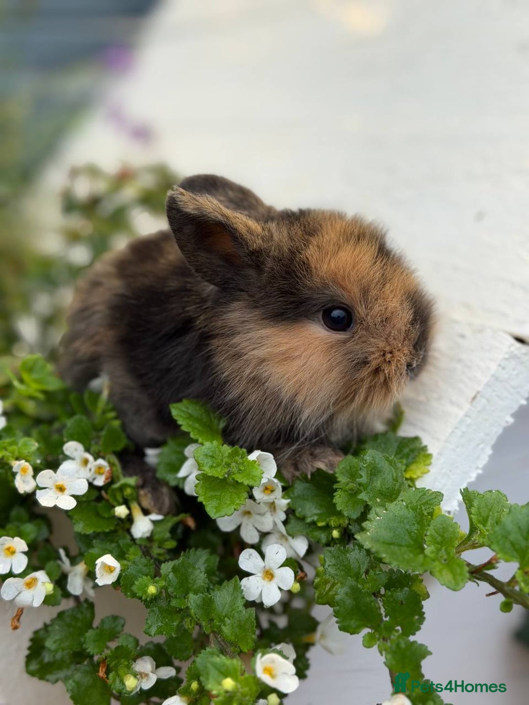 Mixed Breed rabbits for sale: Bunnies For Sale - Image 2