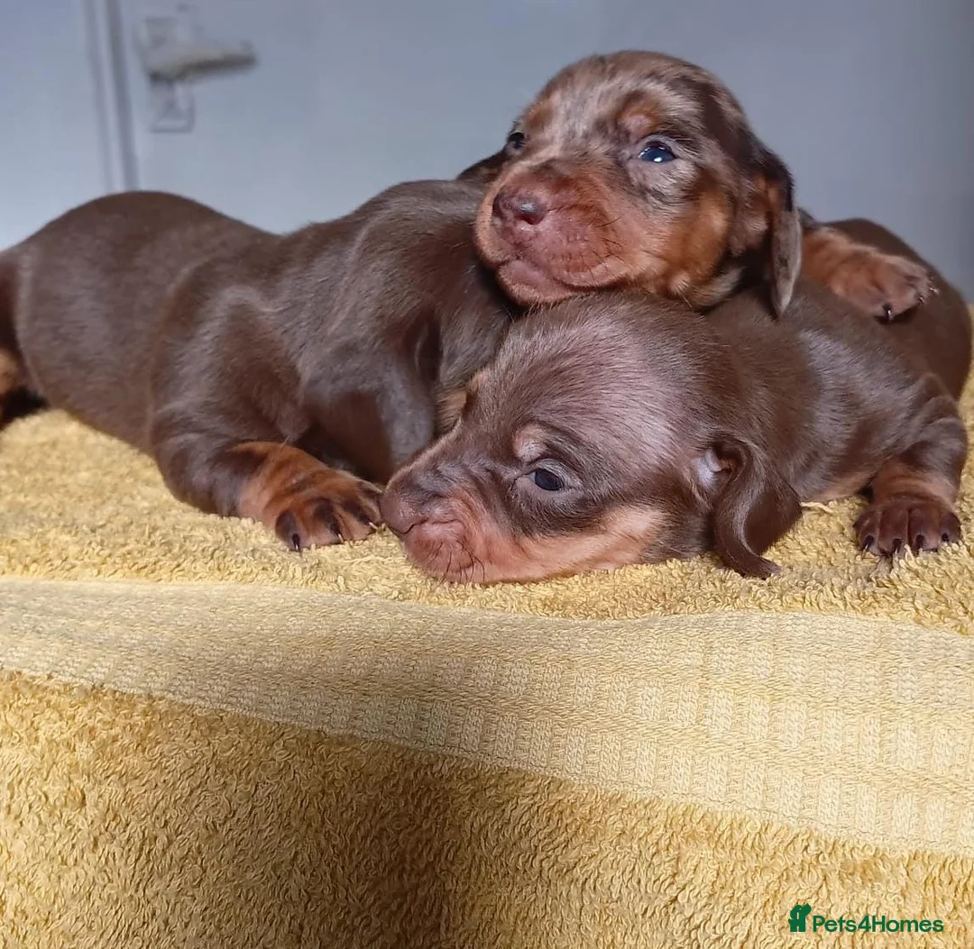 Miniature Dachshund dogs for sale: 🐶❤️Miniature Dachdhund Puppies 🐶❤️ - Advert 8
