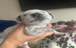 Dalmatian dogs for sale: Top quality show type Dalmatian pups 🐶  - Image 17