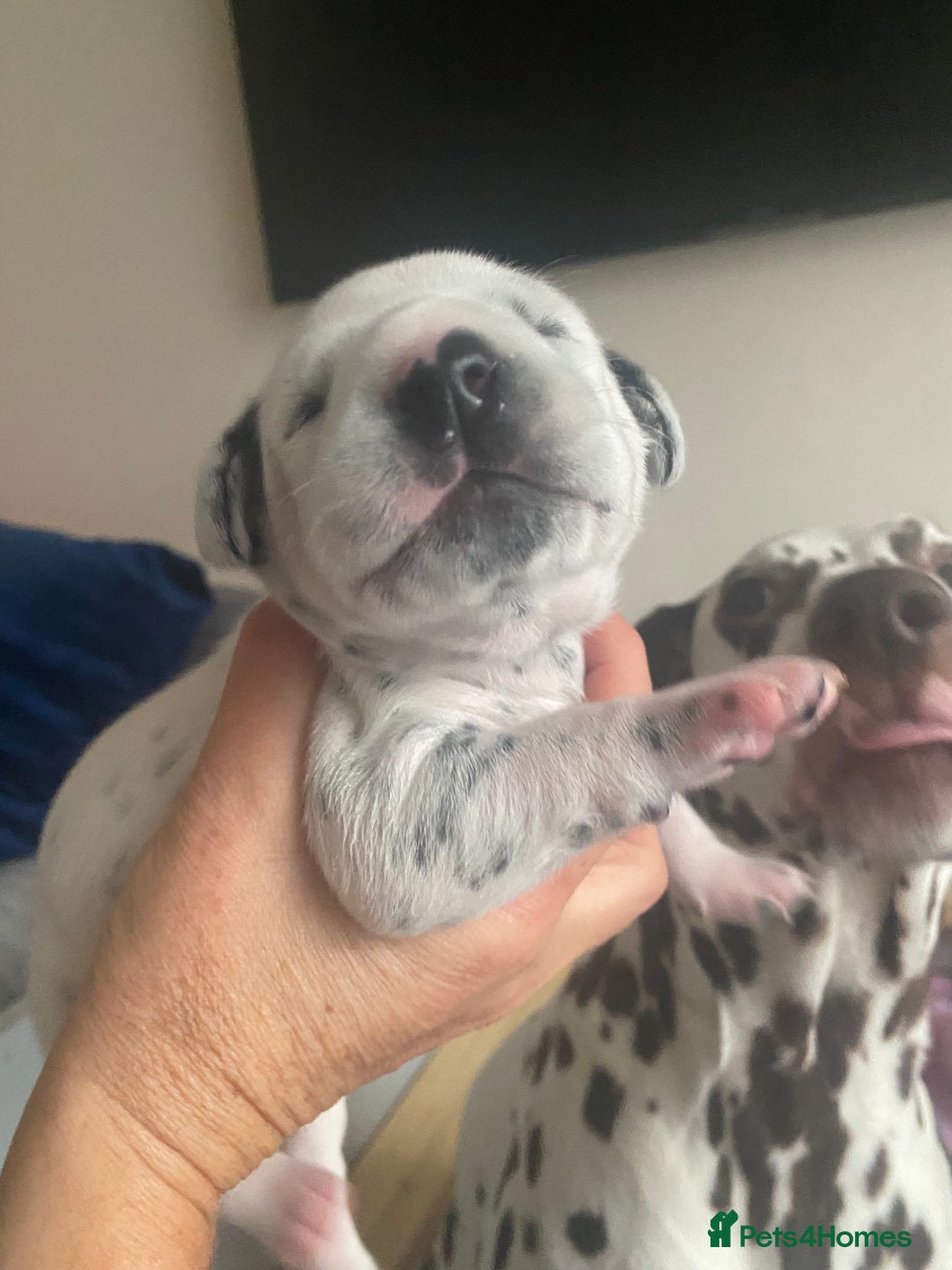 Dalmatian dogs for sale: Top quality show type Dalmatian pups 🐶  - Image 17