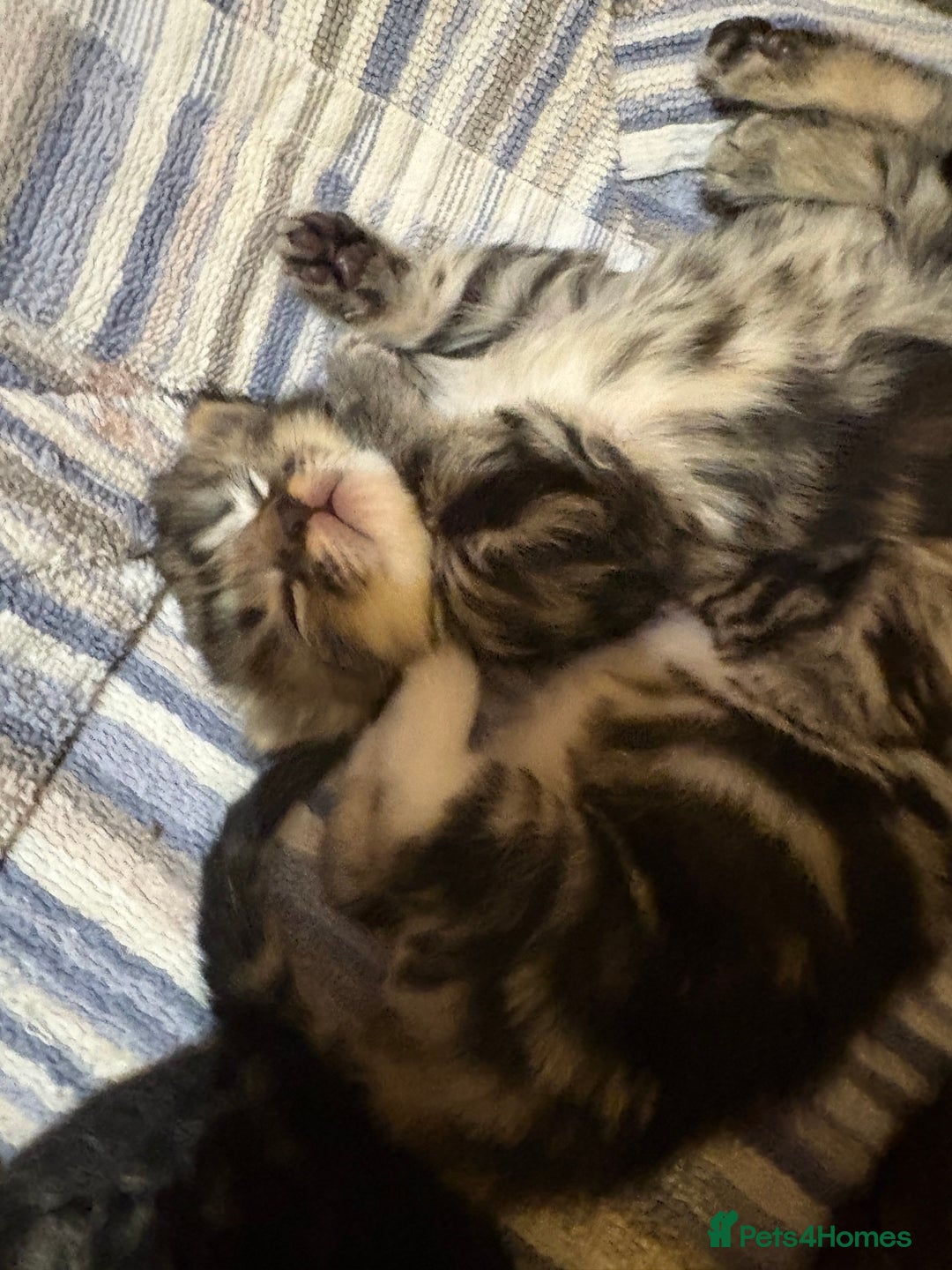British Shorthair cats for sale: 11 SHORTHAIRED AND LONGHAIRED KITTENS - Image 6