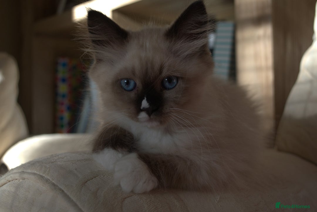 Siberian cats for sale: Litter "W" Neva Masquerade - Image 12