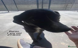 Mixed Breed dogs for adoption: Banjo, 1 yr approx. Available for adoption. - Image 6