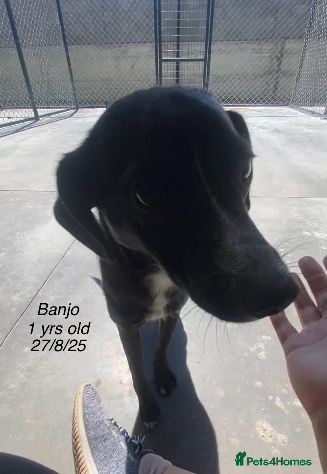 Mixed Breed dogs for adoption: Banjo, 1 yr approx. Available for adoption. - Image 6