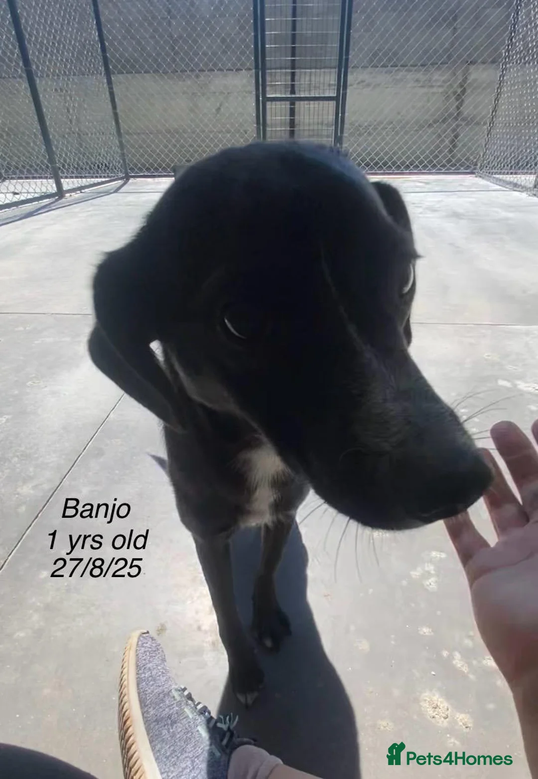 Mixed Breed dogs for adoption: Banjo, 1 yr approx. Available for adoption. - Advert 8