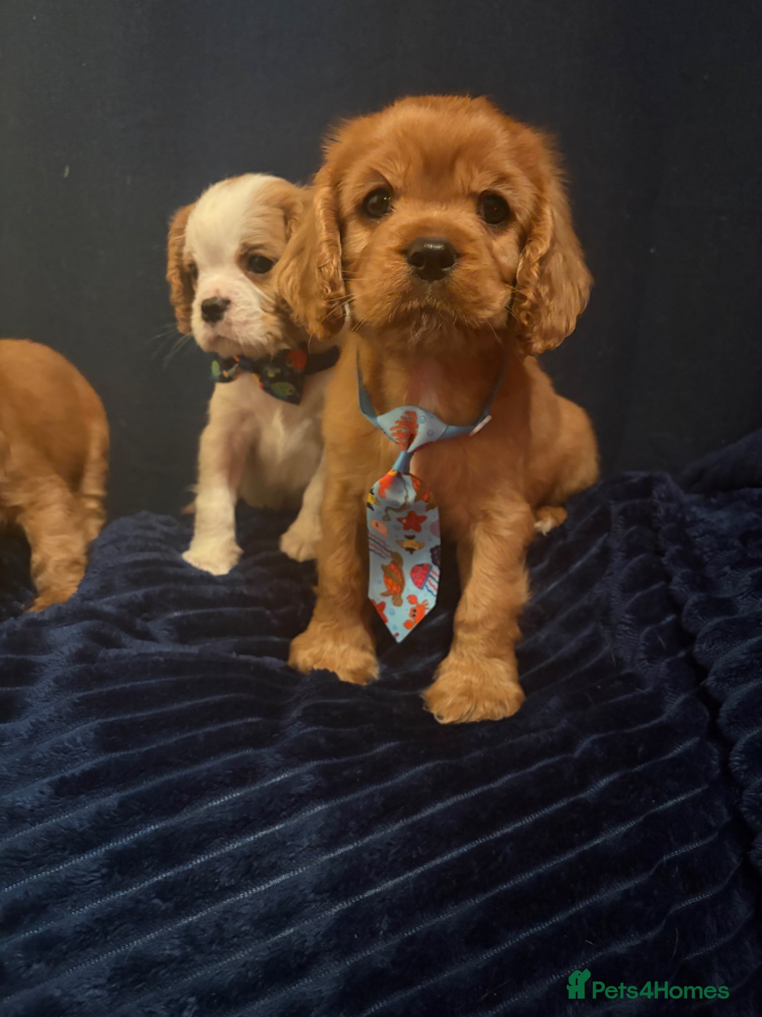 Cavalier King Charles Spaniel dogs Beautiful King Charles spaniels boys - Advert 1