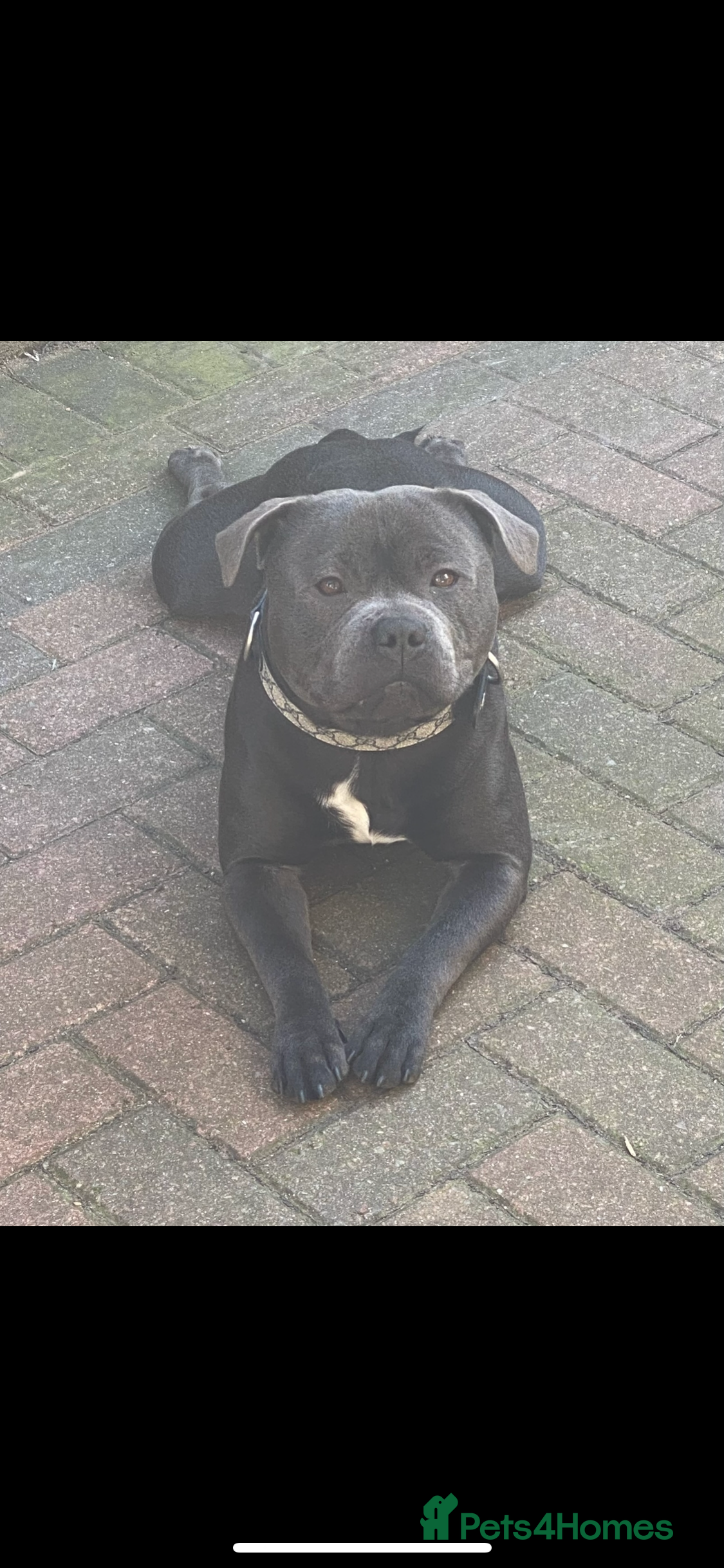 Staffordshire Bull Terrier dogs KC registered staffordshire bull terrier - Advert 1