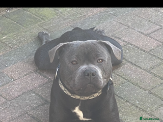 Staffordshire Bull Terrier dogs KC registered staffordshire bull terrier - Advert 1