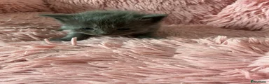 Green collar