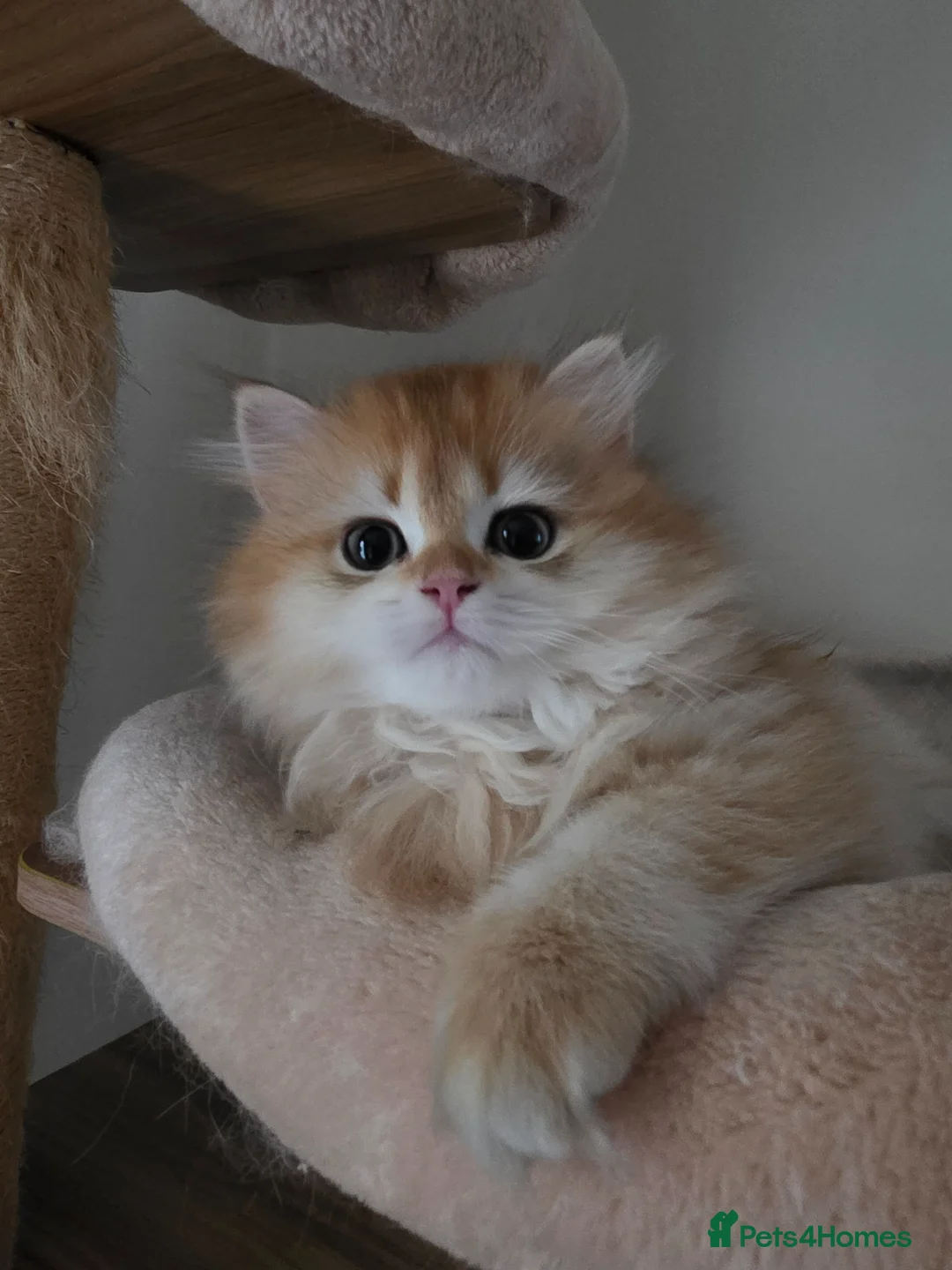 British Shorthair cats for sale: Last 2 kittens looking for forever home❤️ - Advert 2