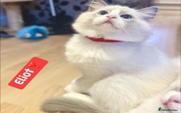 Ragdoll cats for sale: 💖Beautiful Ragdoll💖 Tica register  - Image 9