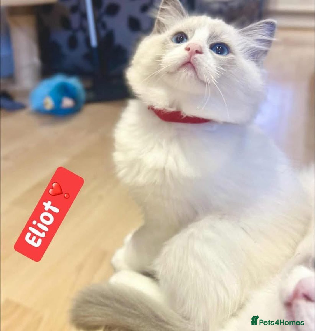 Ragdoll cats for sale: 💖Beautiful Ragdoll💖 Tica register  - Image 9