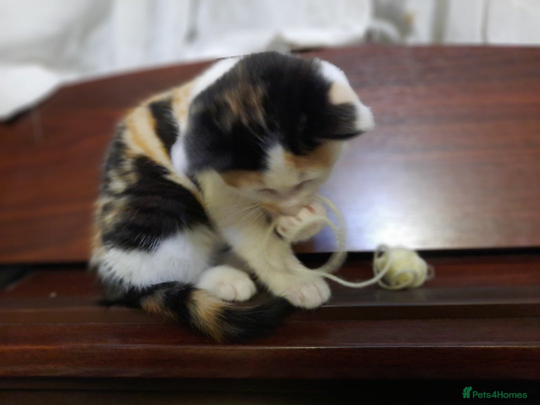Domestic Shorthair cats for sale: Happy kittens ready to share love and joy  - Image 8