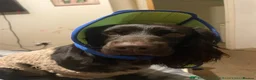 American Cocker Spaniel dogs for sale: 2 year old spaniel  - Advert 4