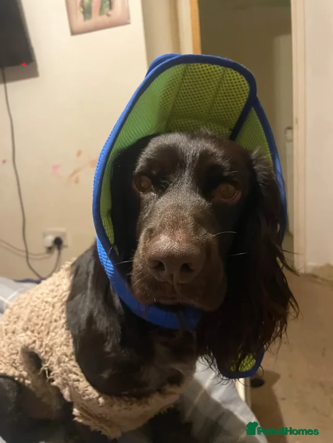 American Cocker Spaniel dogs for sale: 2 year old spaniel  - Advert 4