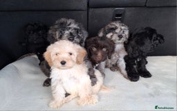 Sproodle dogs for sale: Gorgeous f1b sproodle pups, dna tests. - Image 7