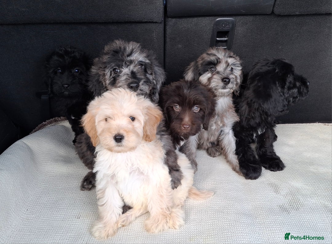 Sproodle dogs for sale: Gorgeous f1b sproodle pups, dna tests. - Image 7