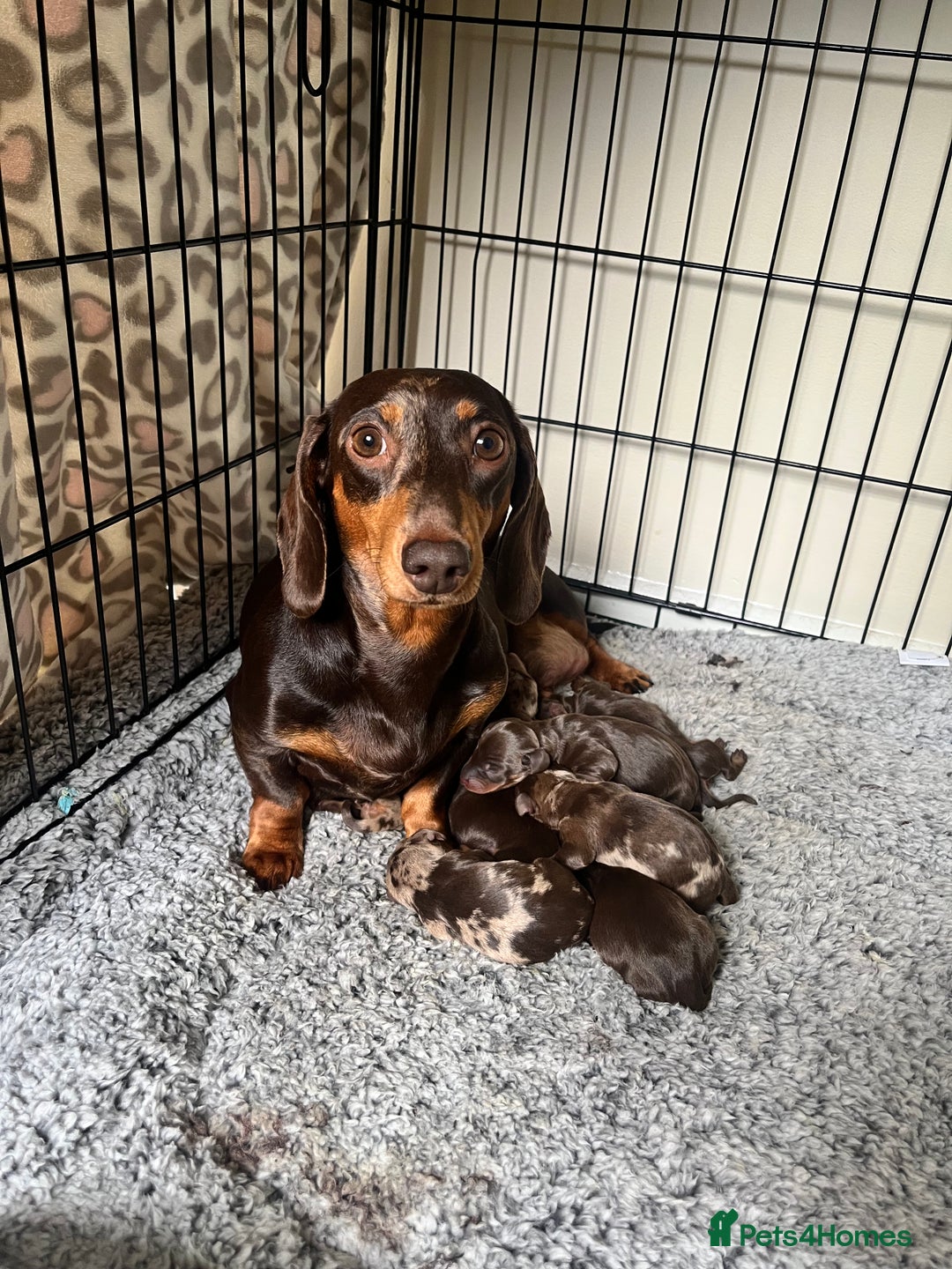 Miniature Dachshund dogs for sale: Beautiful Dachshund puppy’s  - Image 1