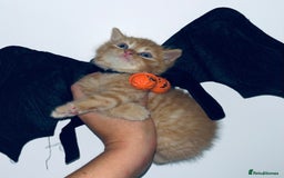 British Shorthair cats for sale: British shorthair X ragdoll  - Image 21