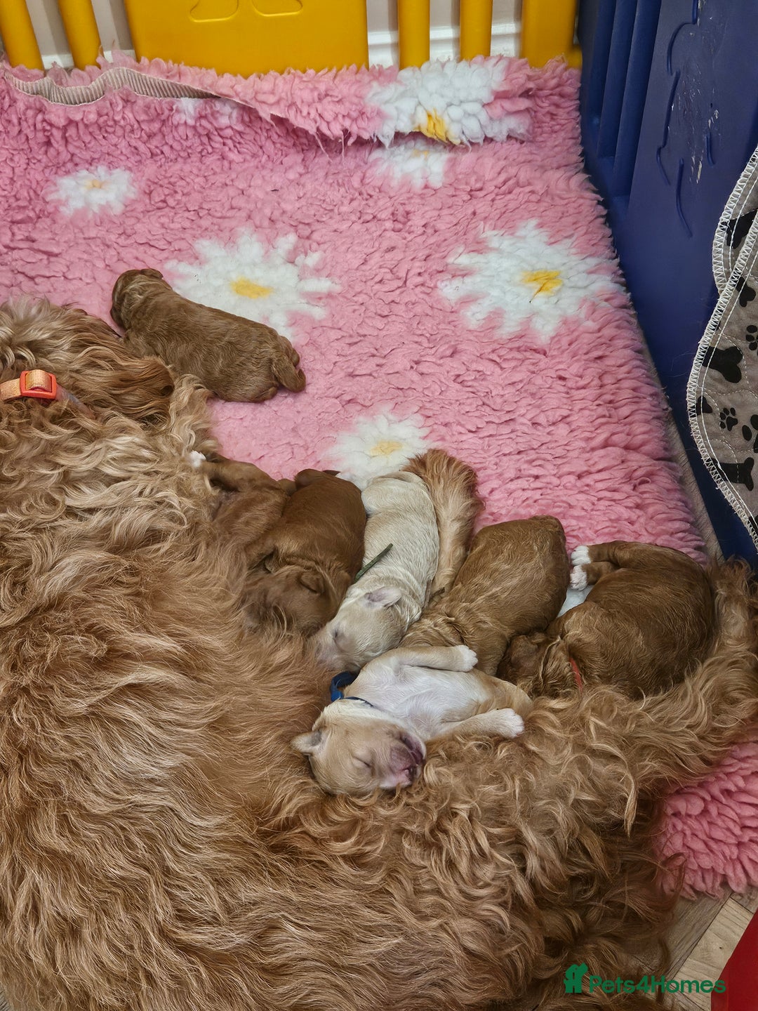 Goldendoodle dogs for sale: Beautiful Mini F1b goldendoodles family raised  - Advert 10