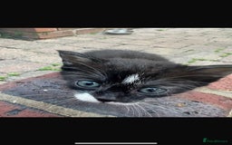 Mixed Breed cats for sale: Four beautiful kittens  - Image 5