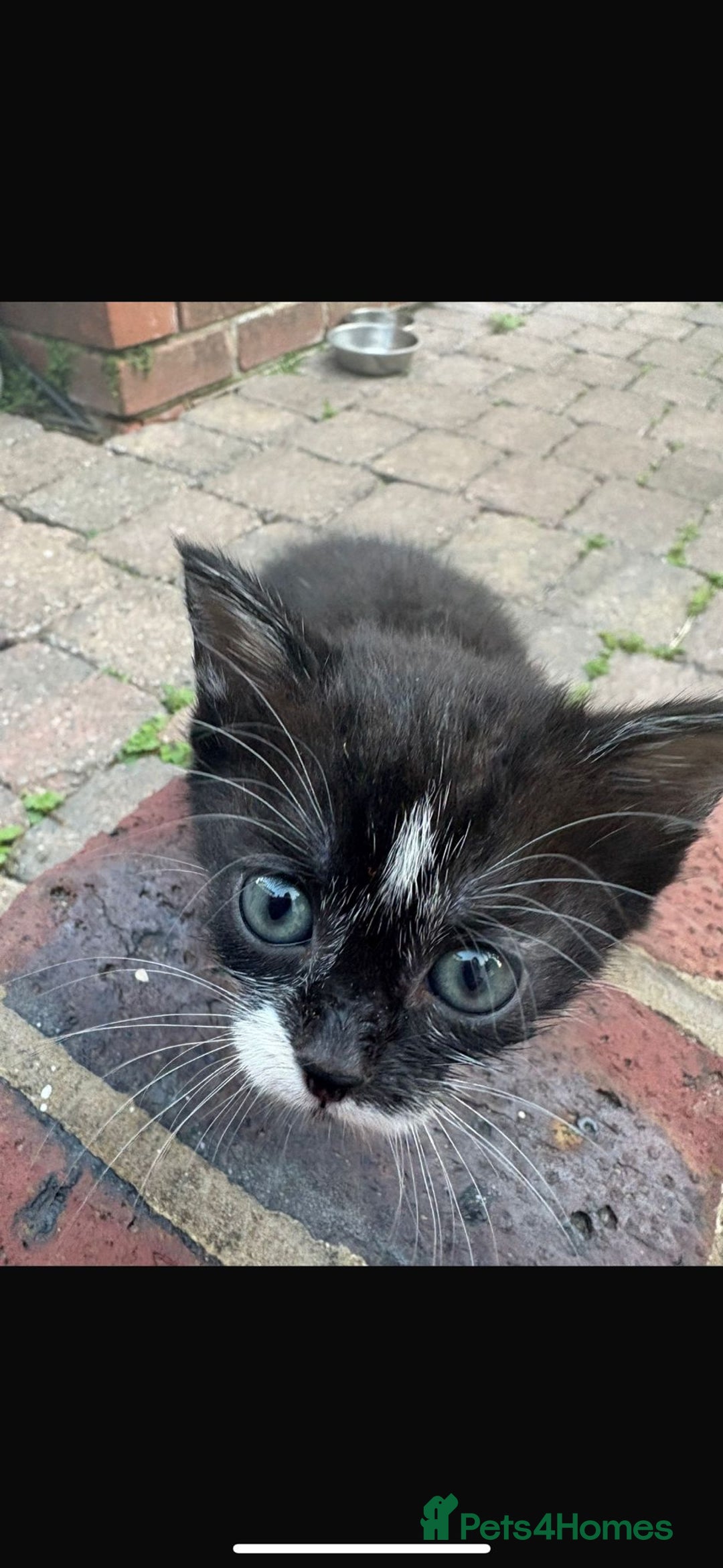 Mixed Breed cats for sale: Four beautiful kittens  - Image 5