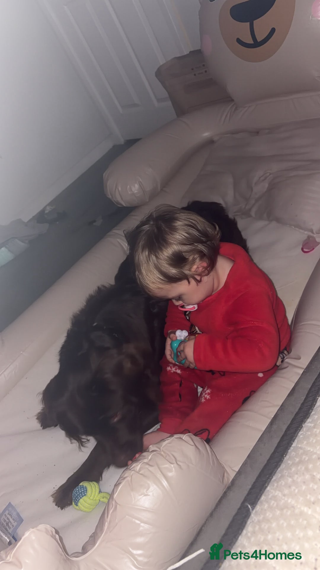 Cockerdor dogs for sale: Labrador mix dog for sale  - Advert 2