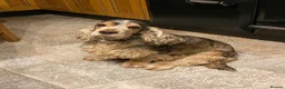 Cocker Spaniel dogs for sale: 🐶Health tested show cockers 🐕‍🦺🐾🐾🐾 - Advert 27