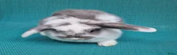 Mini Lop rabbits for sale: Mini lop babies - Advert 1