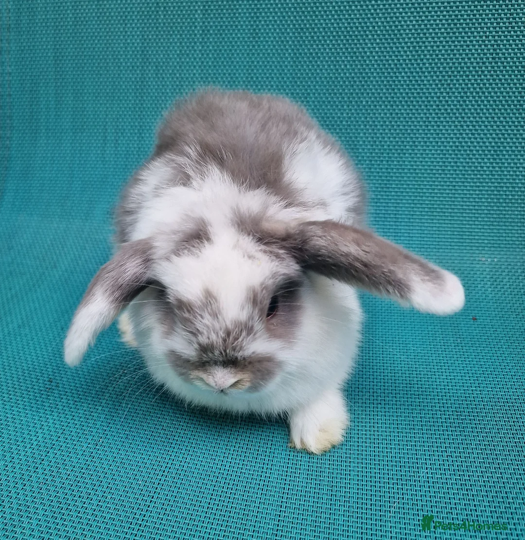 Mini Lop rabbits for sale: Mini lop babies - Advert 1