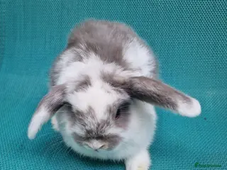 Mini Lop rabbits Mini lop babies - Advert 1
