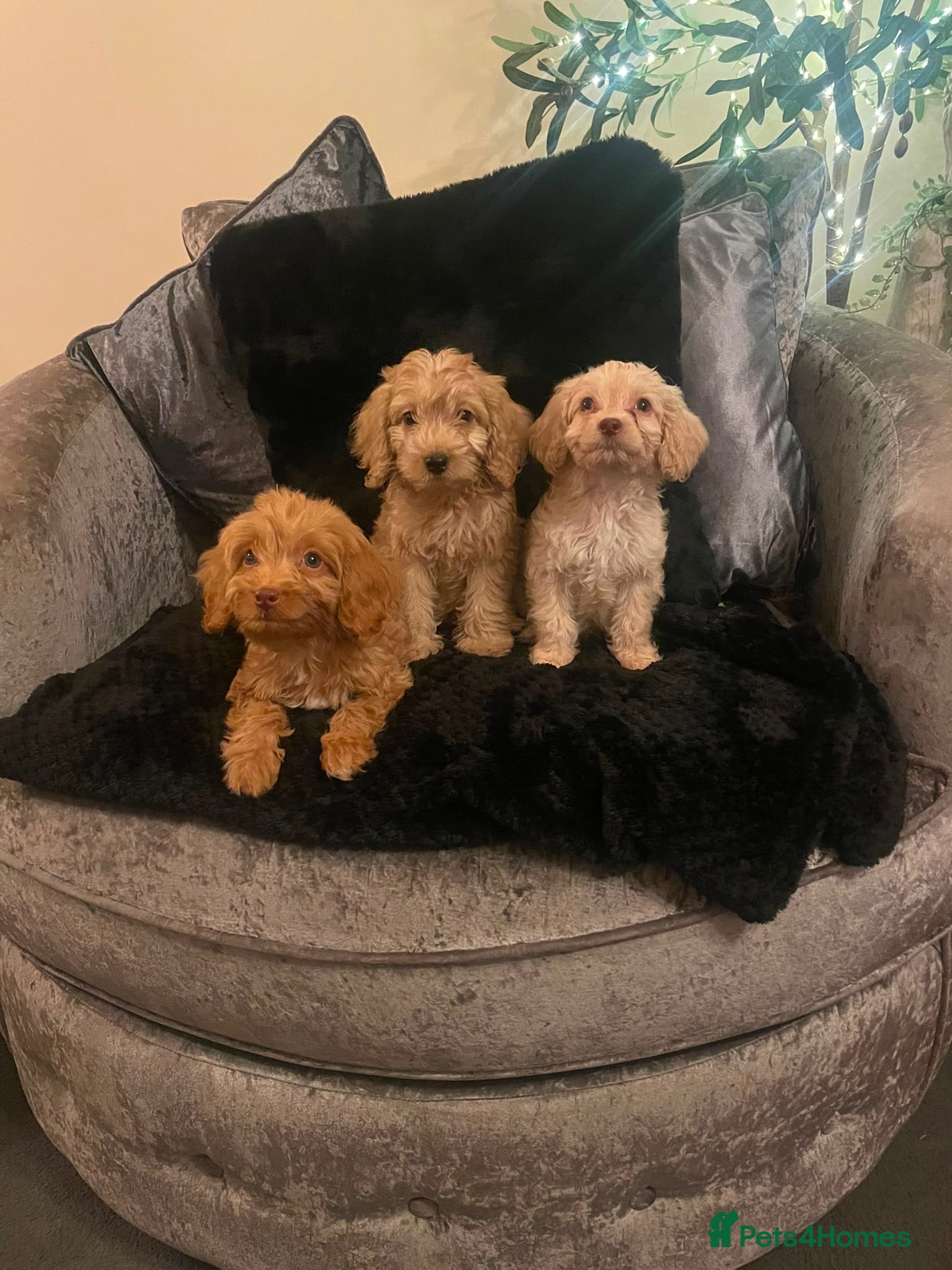 Cockapoo dogs Little cockapoo fluff balls 🐶 - ready 17/8/26 - - Advert 1